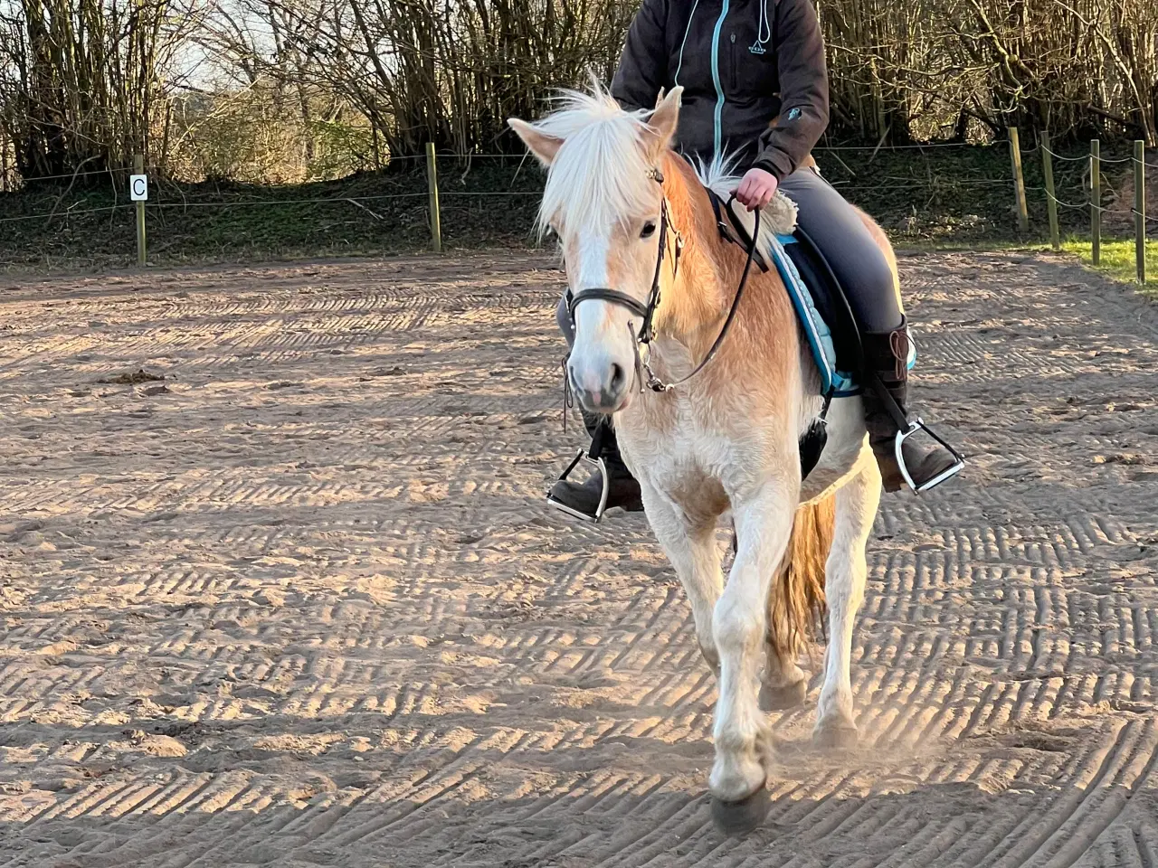 Billede 2 - Haflinger 3 års vallak