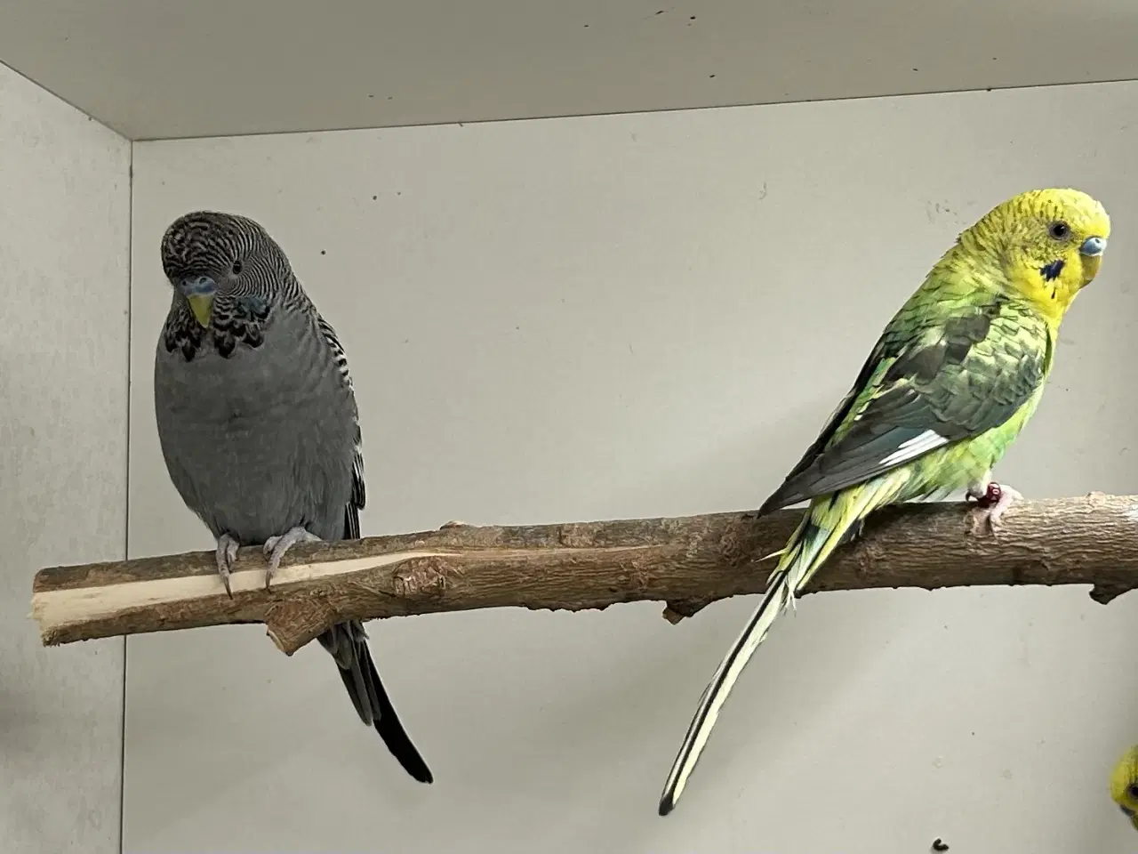 Billede 5 - Blackface og Blackwing 