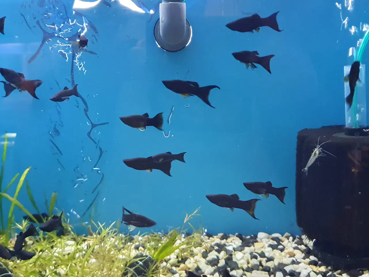 Billede 8 - 🖤🐠 SORTE MOLLY TIL SALG 🐠🖤
