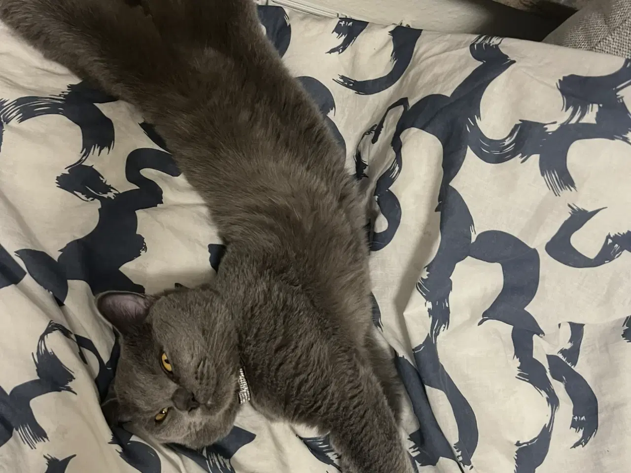 Billede 6 - Han kat britisk shorthair