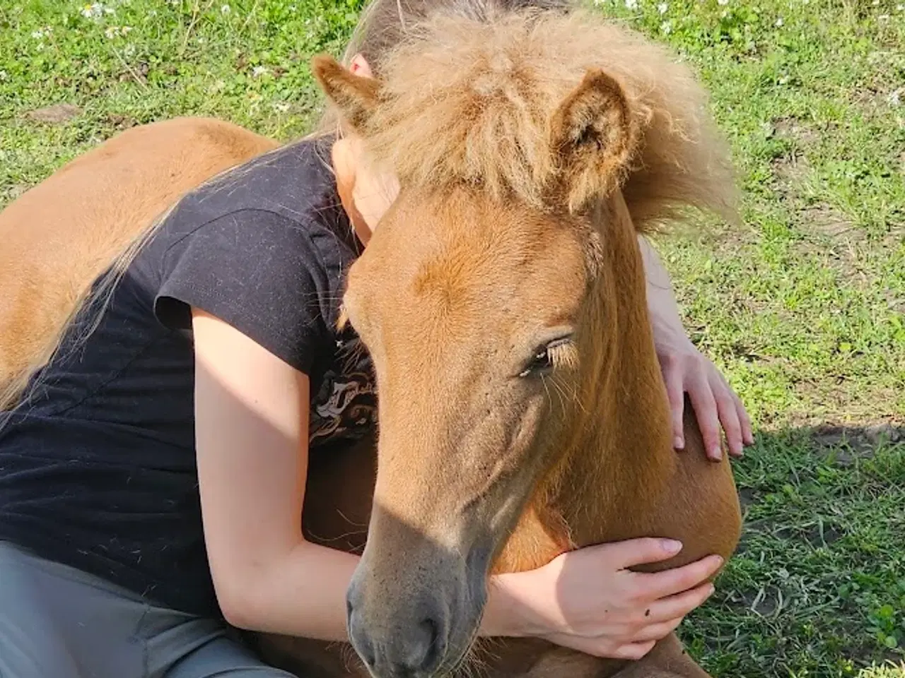 Billede 12 - Avl - Stævne eller luksus ridehest <3 