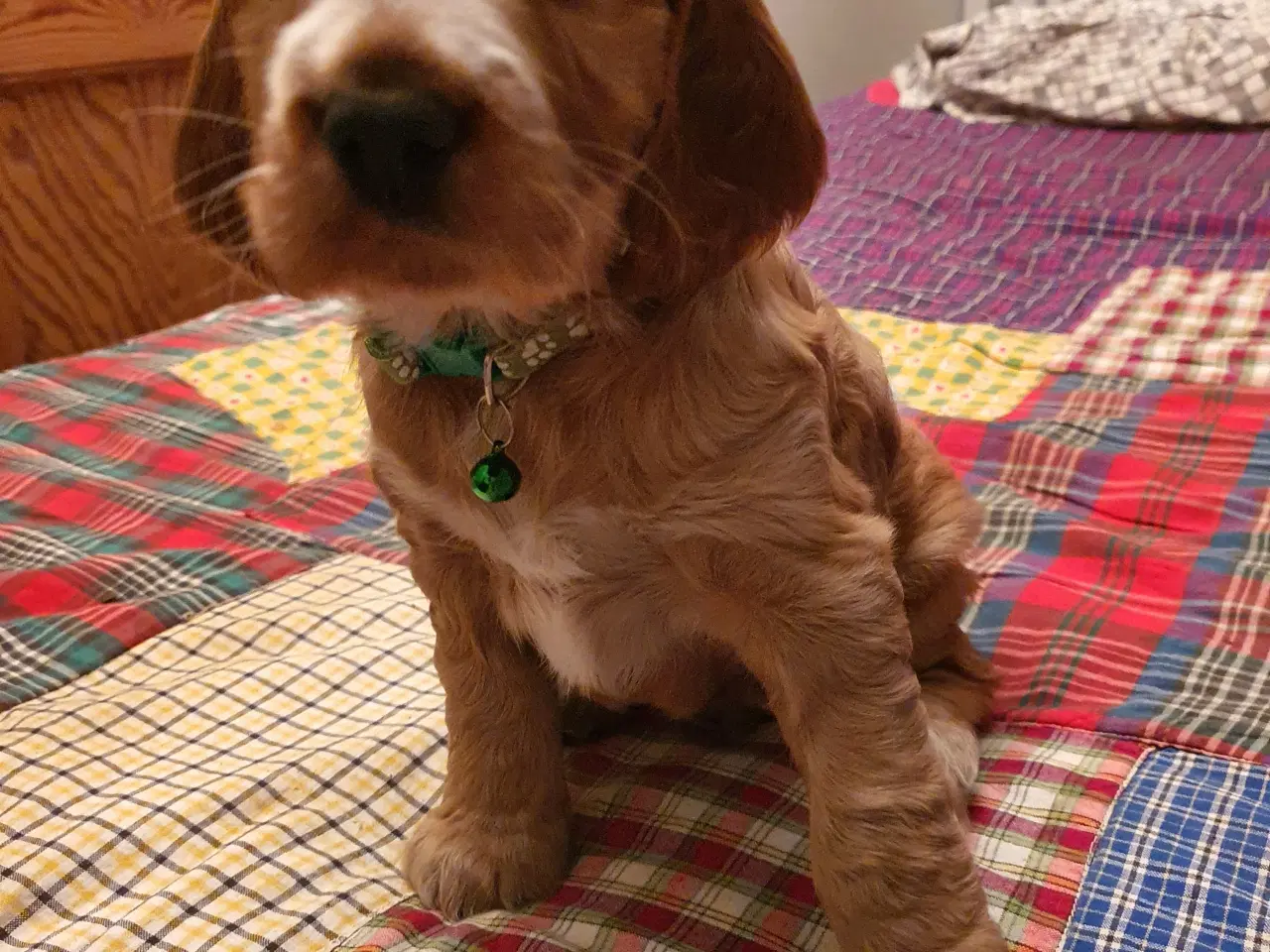 Billede 9 - engelsk cocker spaniel