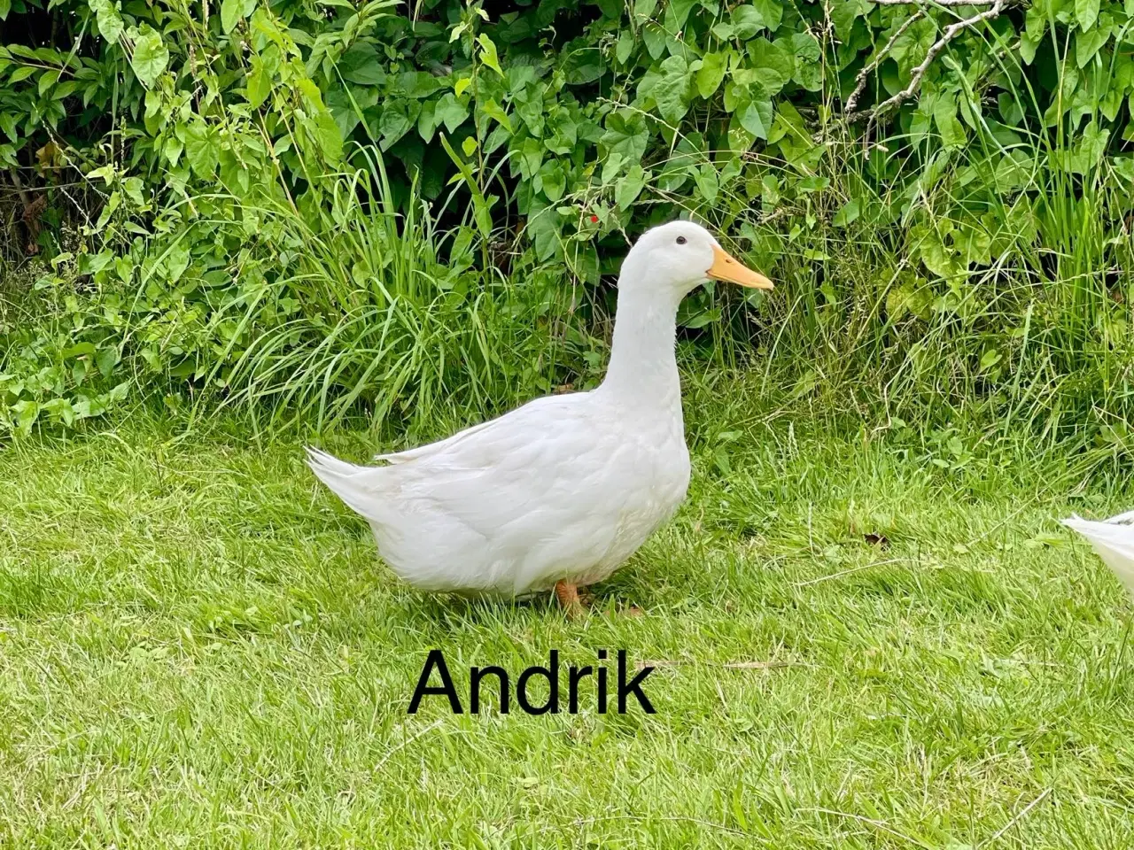 Billede 3 - Danske landænder
