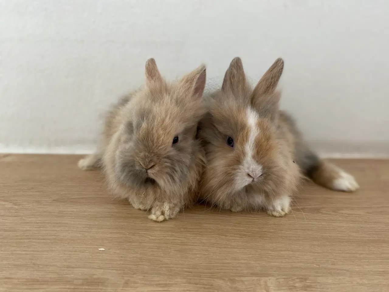 Billede 6 - Kaninunger - De bedste kæleracer