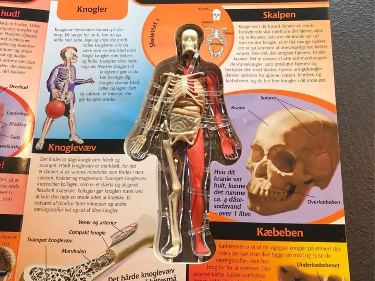 Billede 2 - Din krop