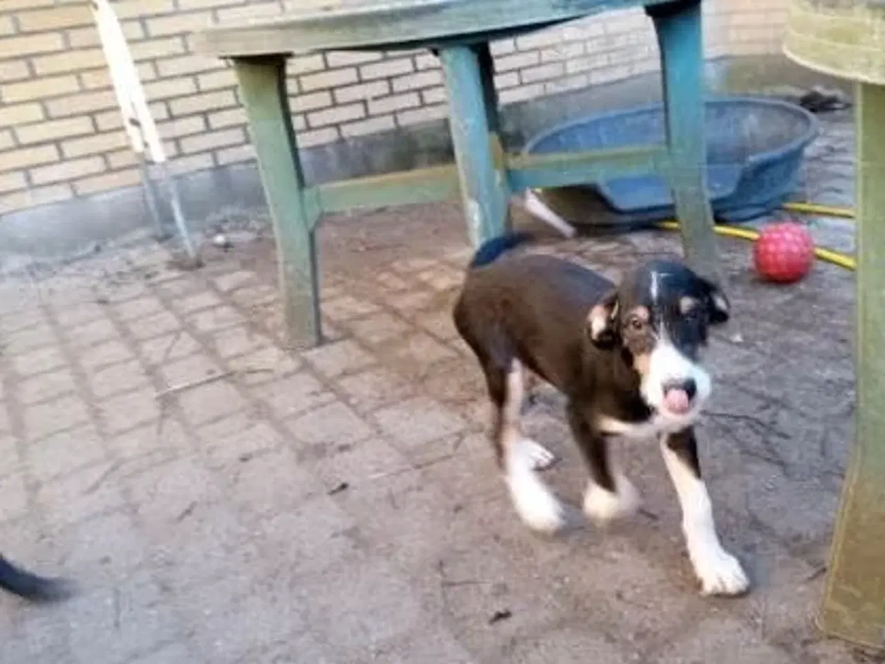 Billede 9 - Søde og aktive Dobermann blandingshvalpe