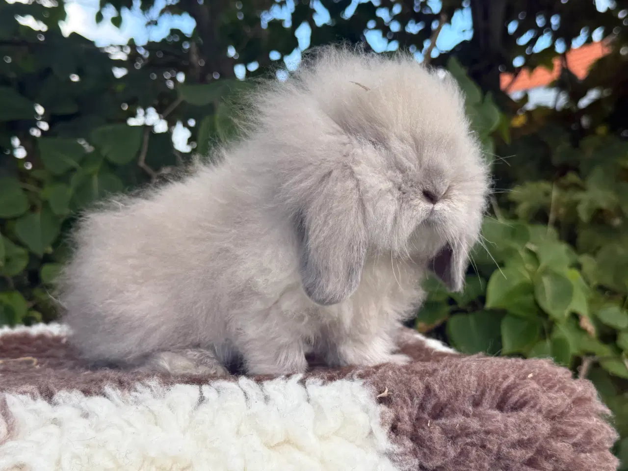 Billede 2 - Mini lion lop dreng