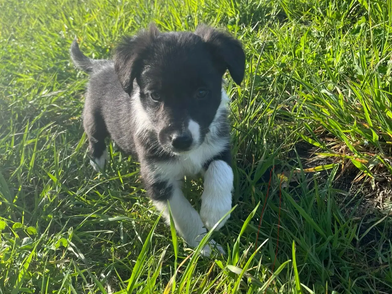 Billede 10 - Border Collie hvalpe