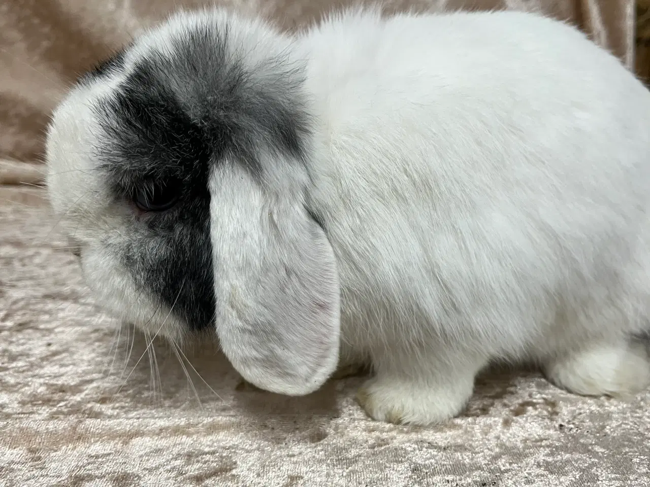 Billede 4 - Mini lop