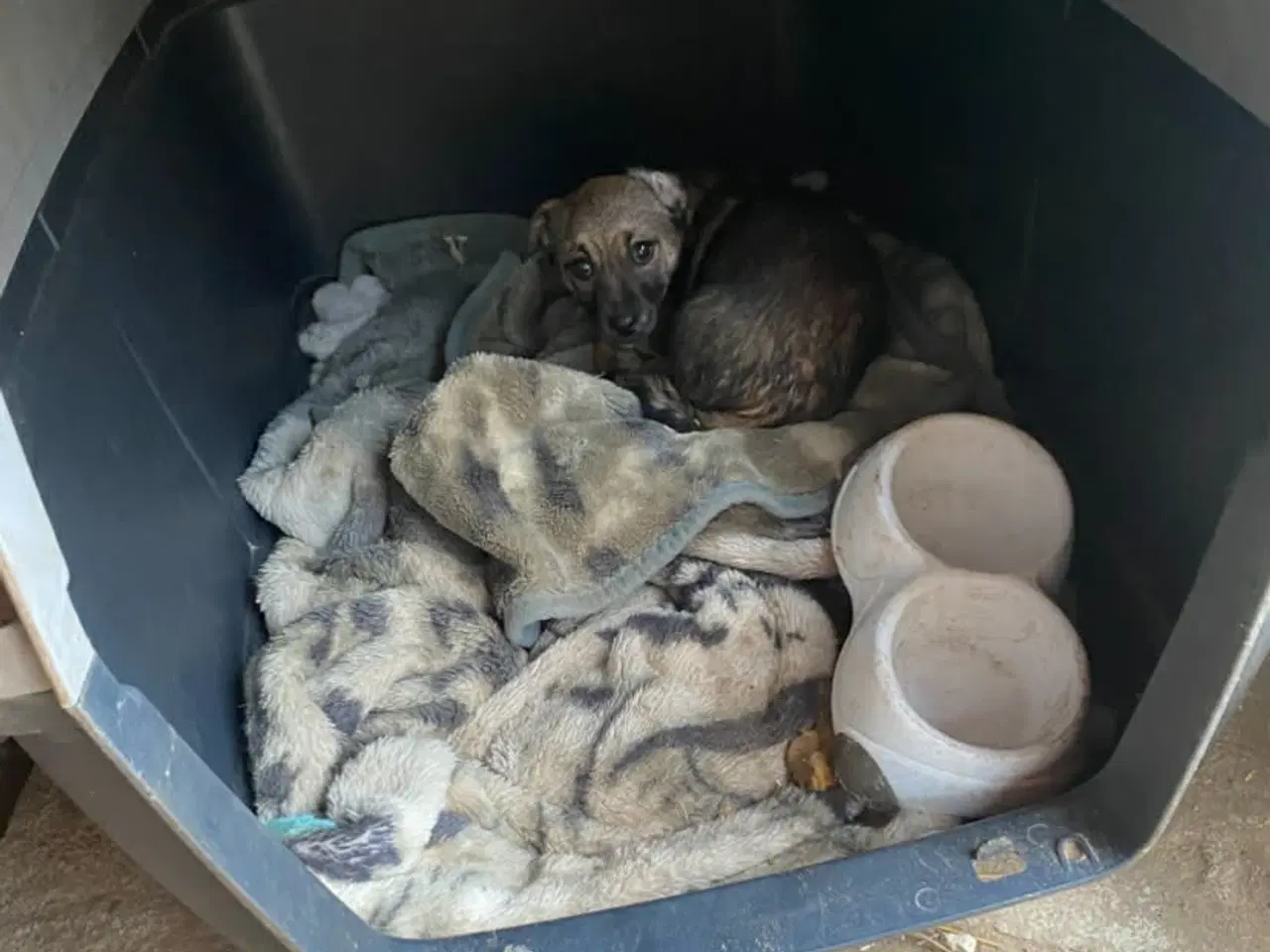 Billede 4 - Hvalpen Bailey søger et godt hjem