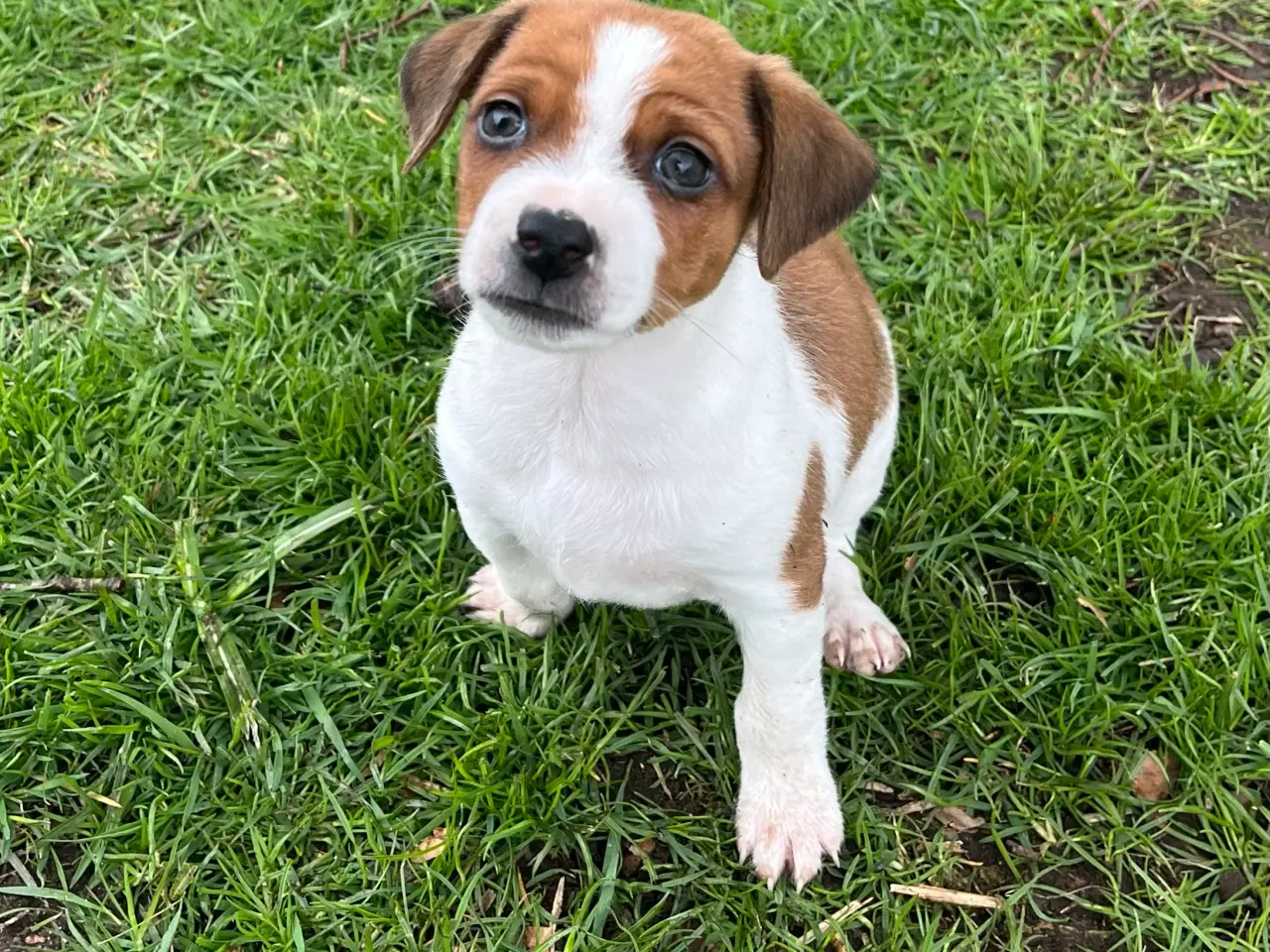 Billede 3 - 4 dejlige hanner 