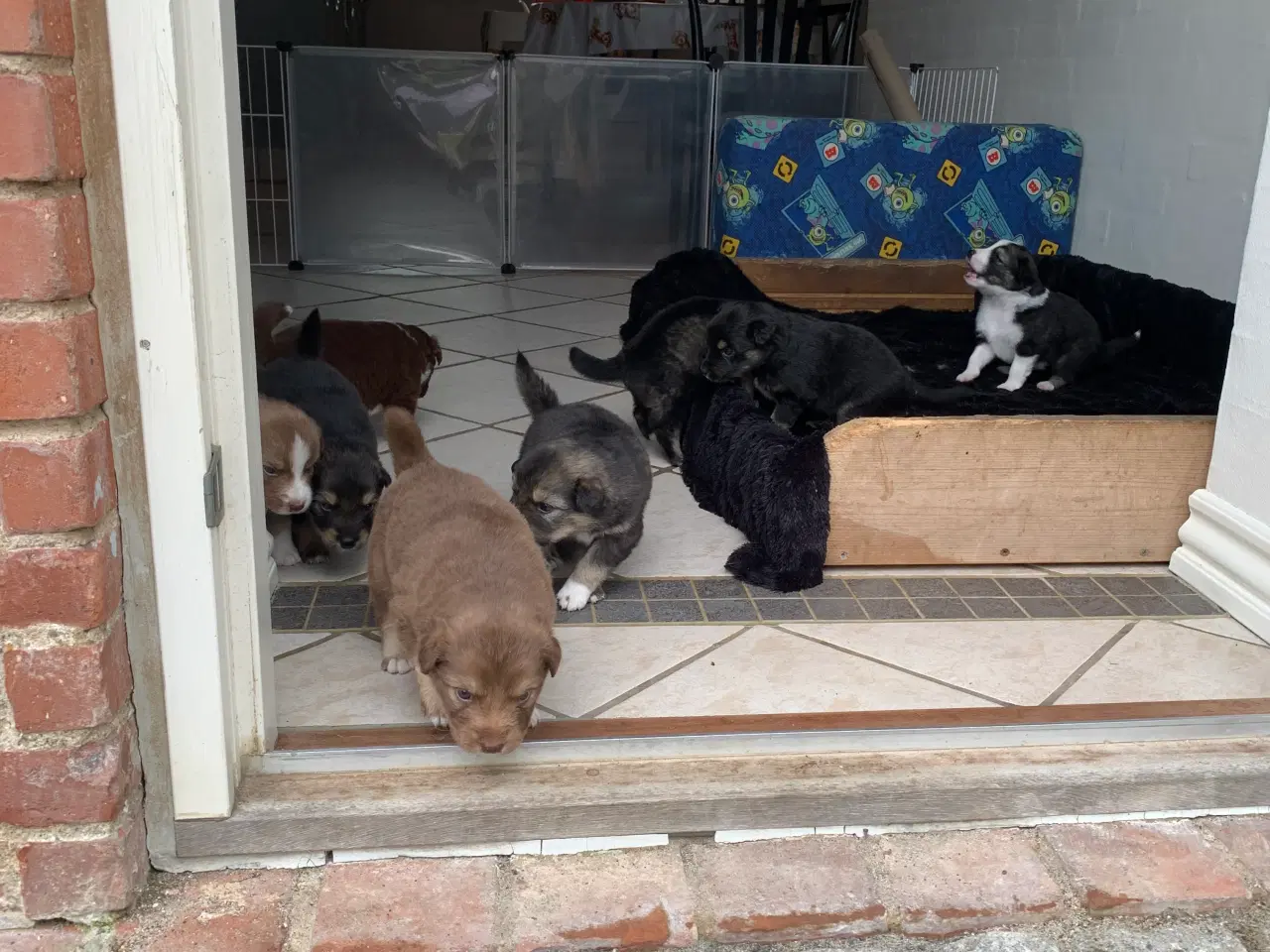 Billede 7 - Finsk lapphund/Islandsk fårehunde- hvalpe