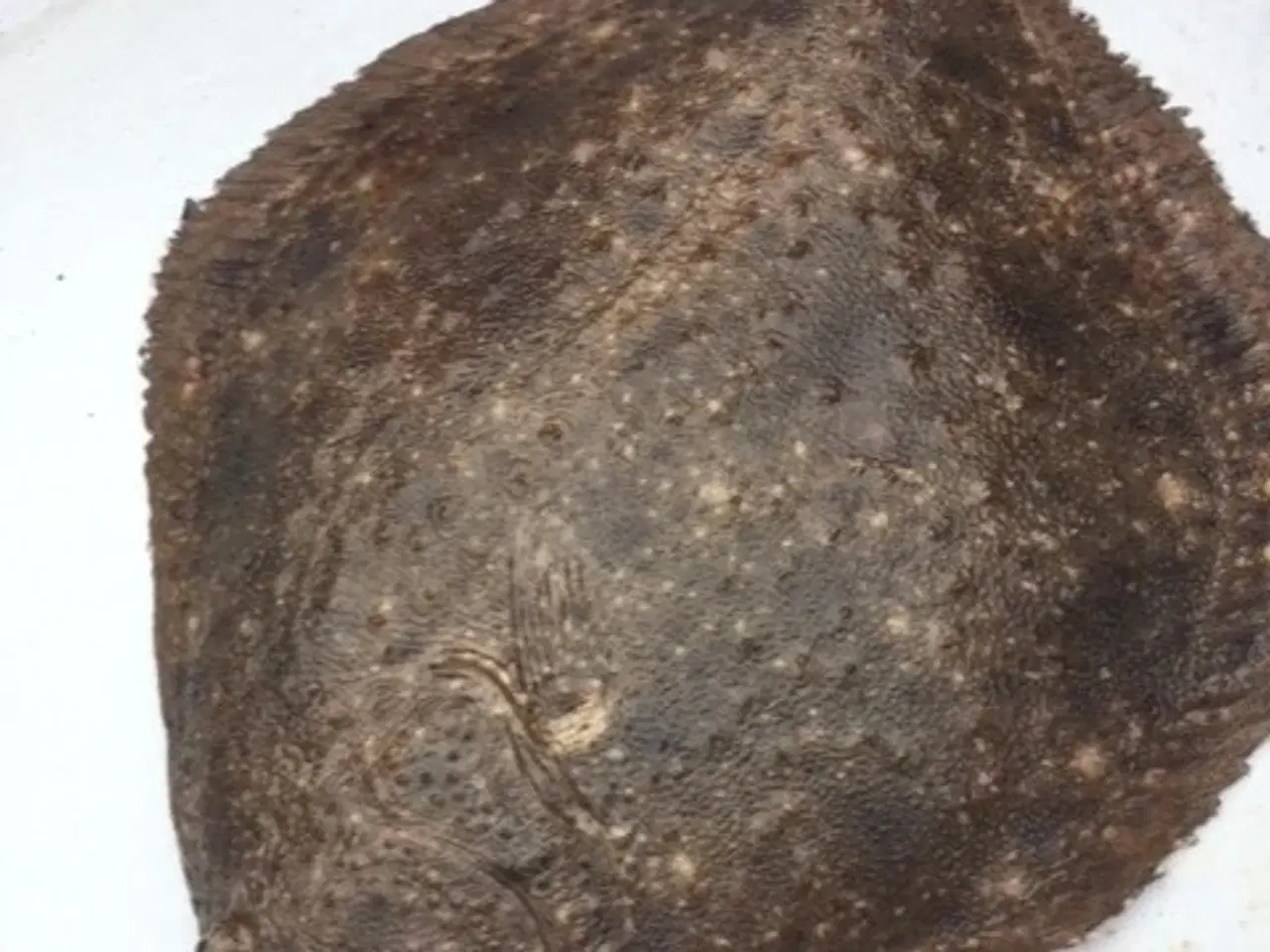 Billede 9 - 100% Håndsyede garn til Rødspætte-Skrubbe.