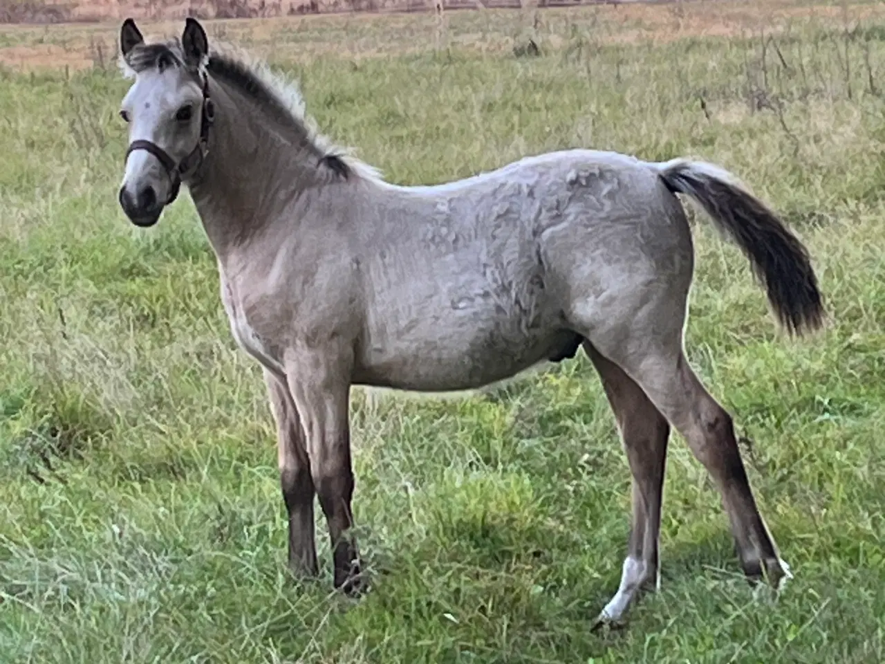 Billede 1 - Hingst føl