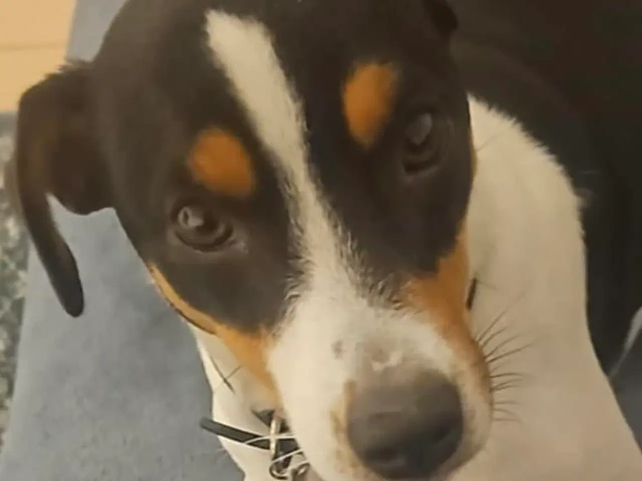 Billede 6 - Dansk Svensk Gårdhund