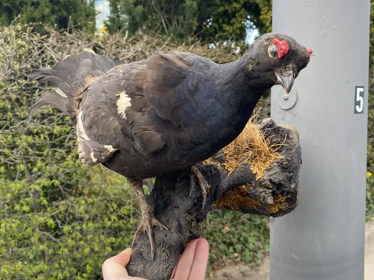 Billede 1 - Udstoppet Urhane