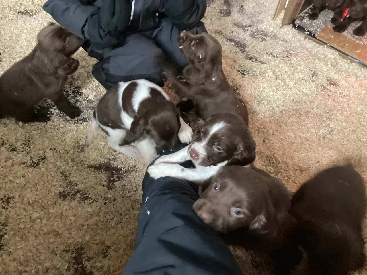 Billede 4 - FT springer/ Engelsk springer spaniel