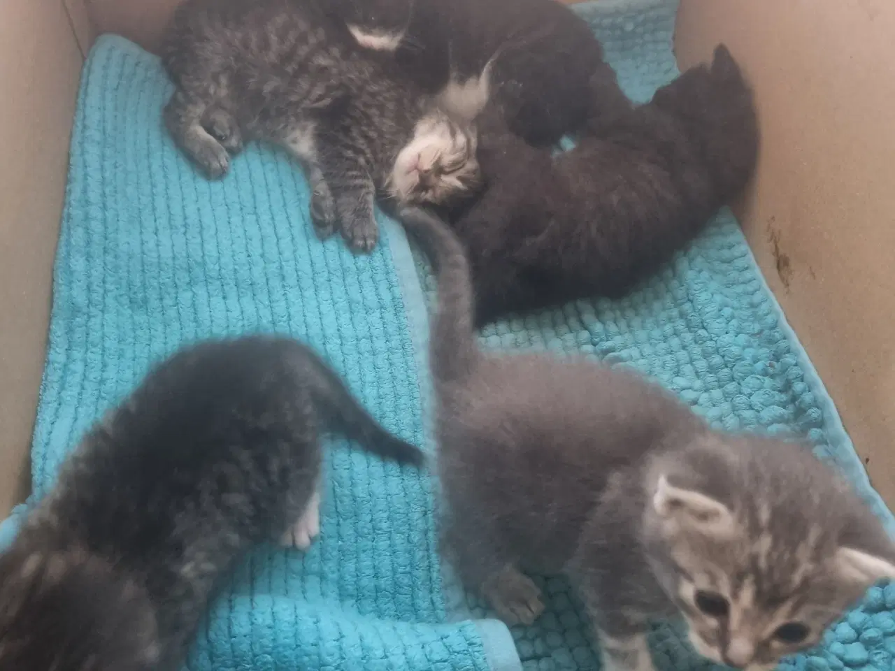 Billede 4 - Sødeste Tulle kat