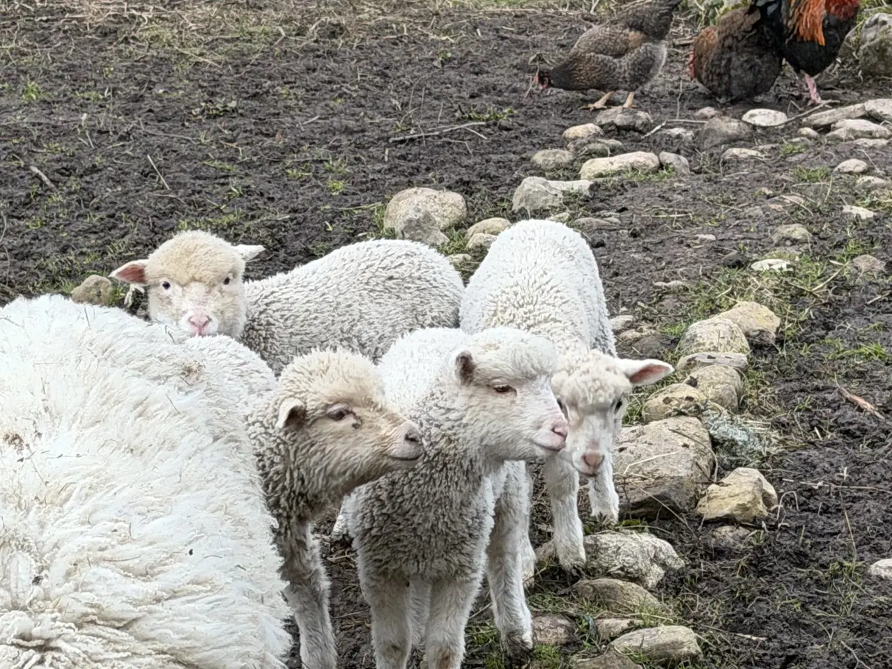 Billede 2 - 🐑 Vædderlam sælges – ikke til slagt, men til liv