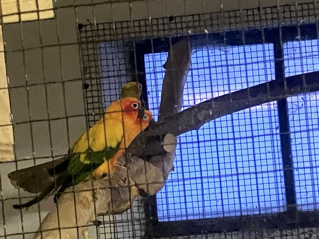 Billede 1 - Solparakitter 