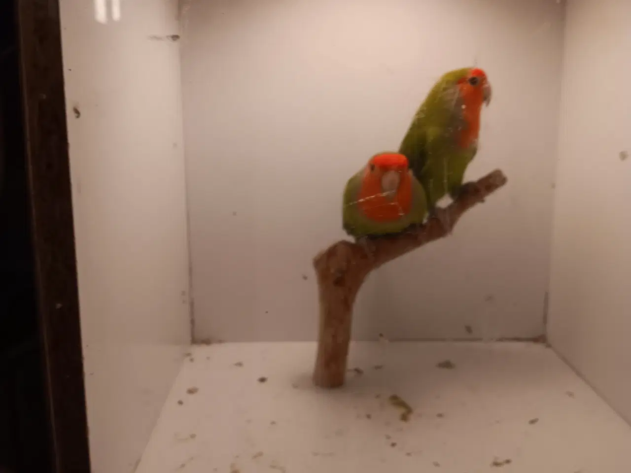 Billede 2 - Rosenhoveddvp I grøn 