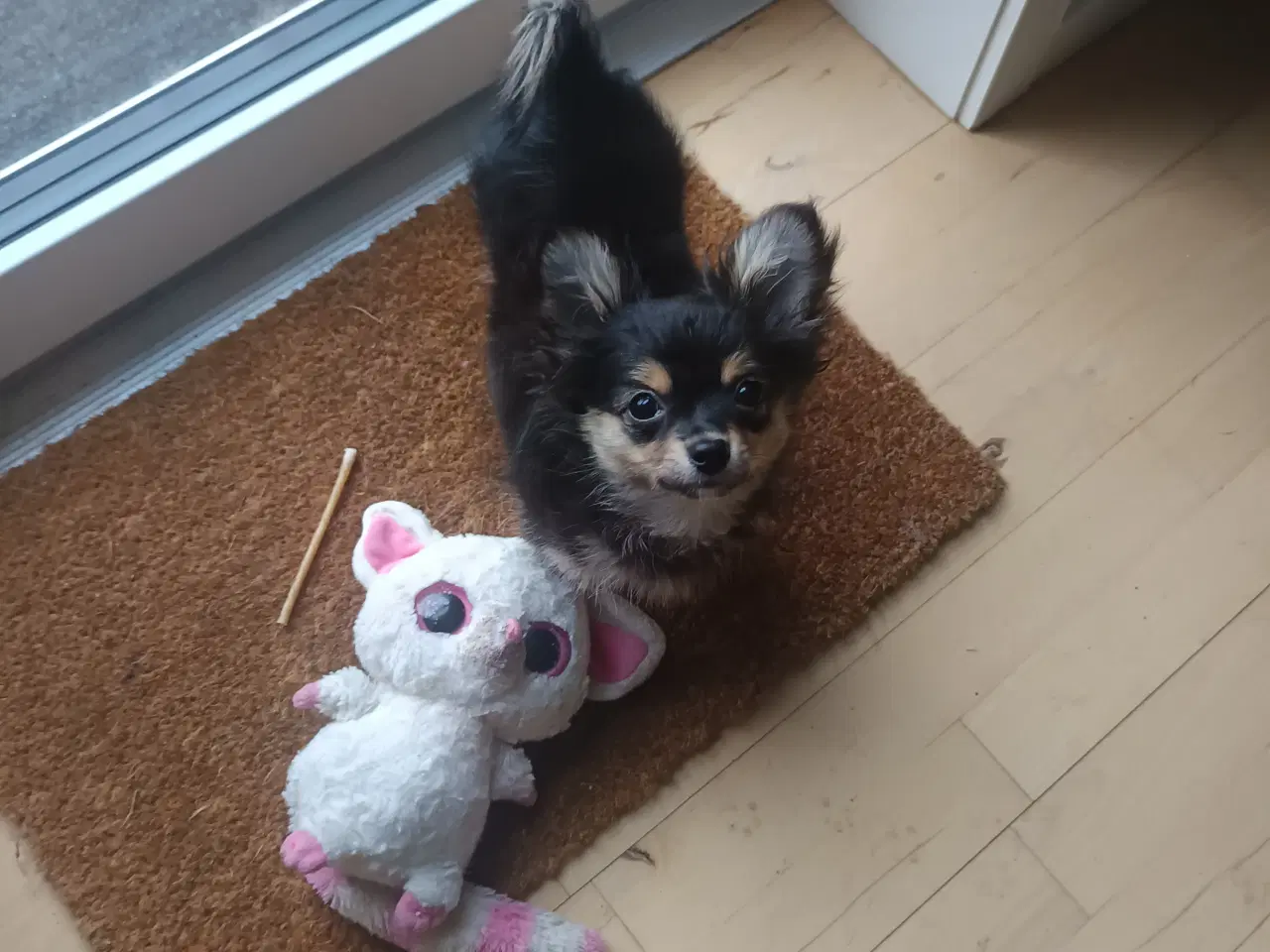 Billede 2 - Chihuahua/Pomeranian 