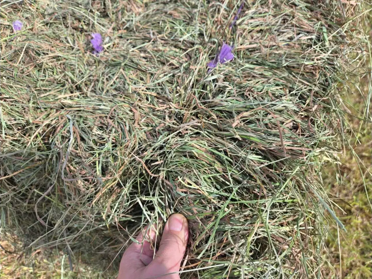 Billede 6 - Wrap til heste, køer og får