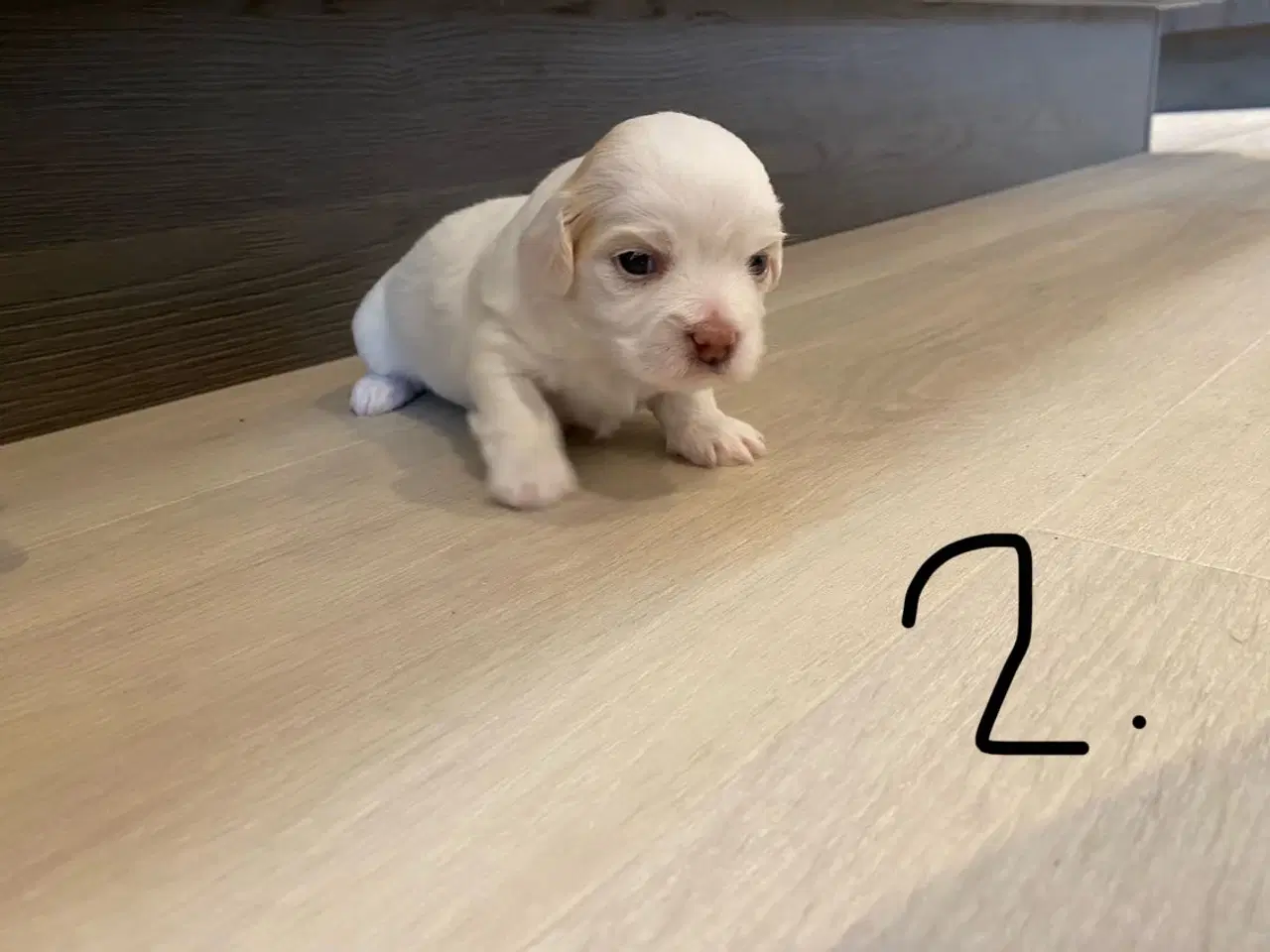 Billede 3 - Coton de tulear hvalpe