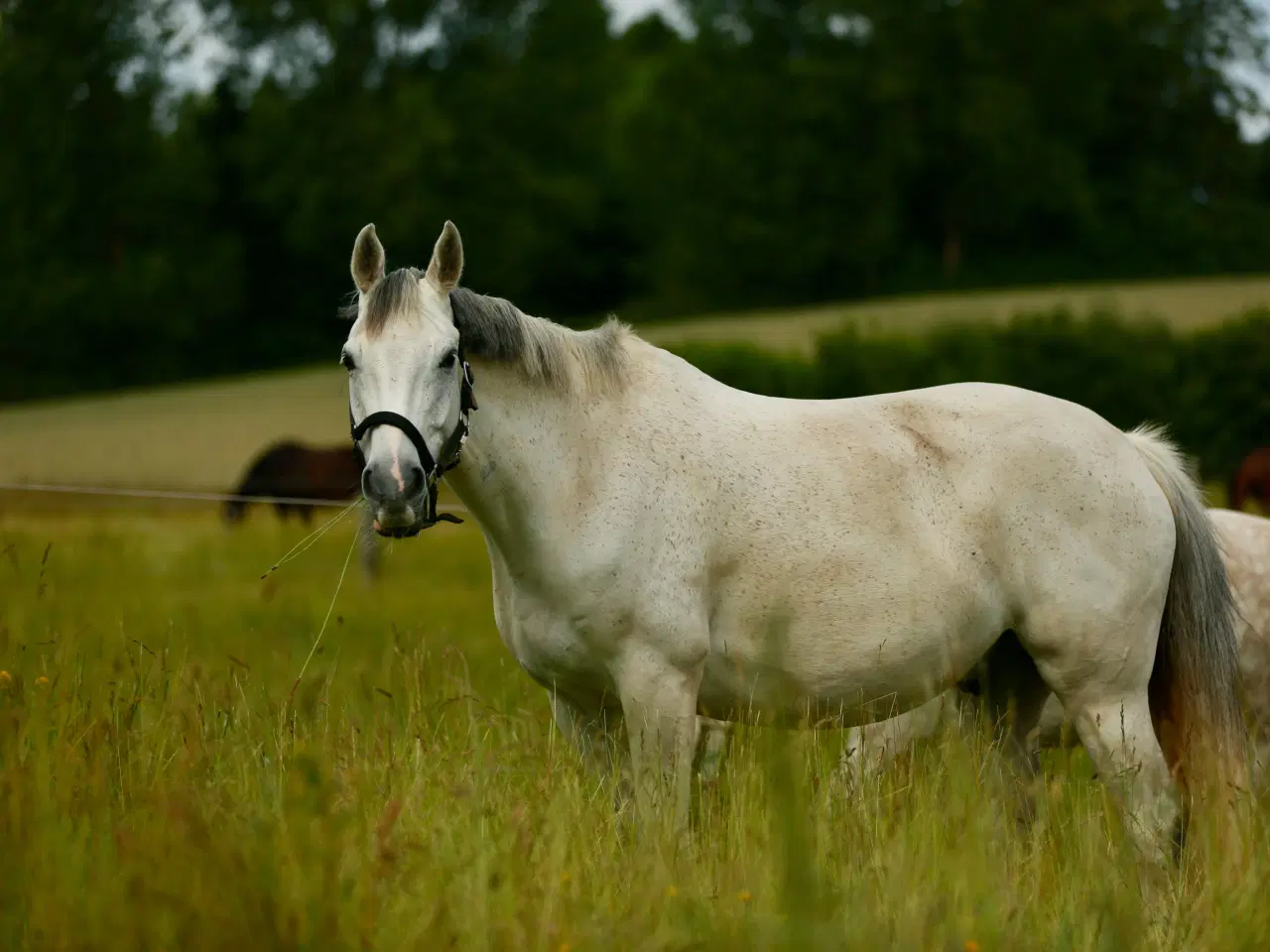 Billede 1 - Kærlig og nem chance hest