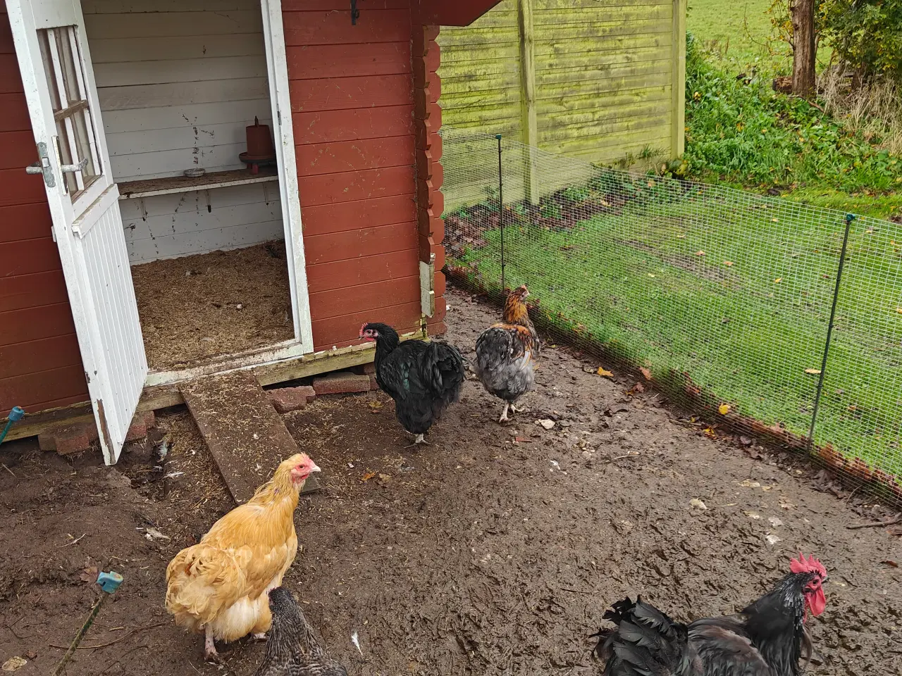 Billede 1 - Store orkinton 