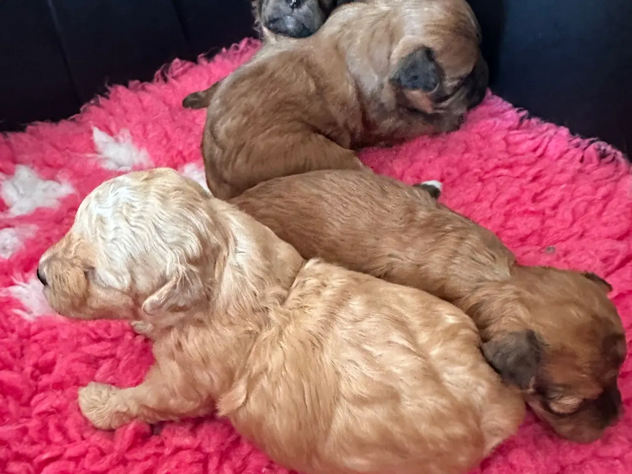 Billede 1 - De lækreste Maltipoo hvalpe