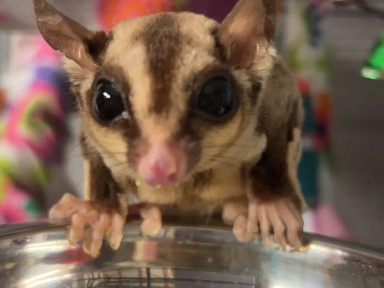 Billede 1 - Søger sugar glider hun 