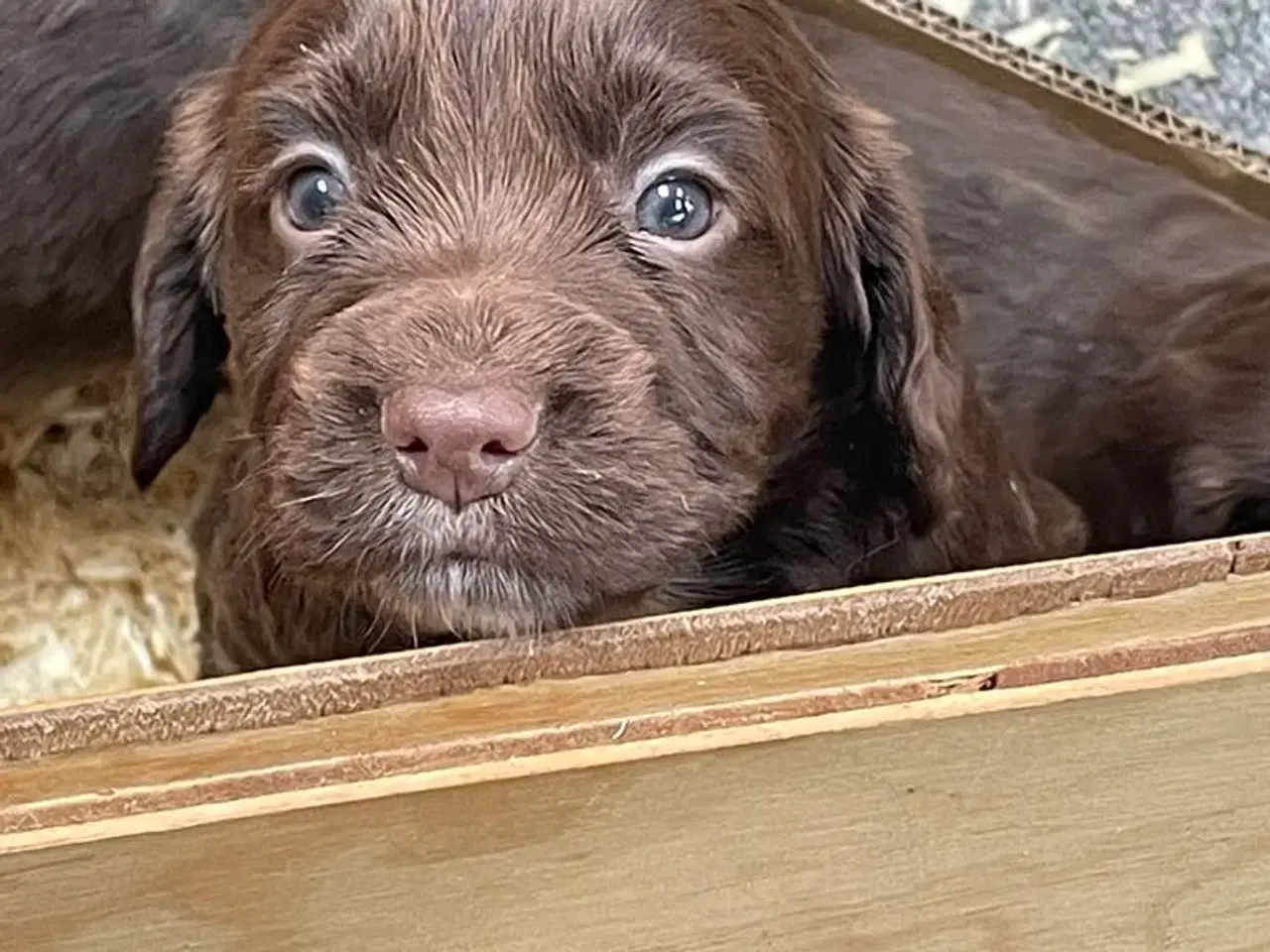 Billede 4 - FT Cockerspaniel hvalpe.