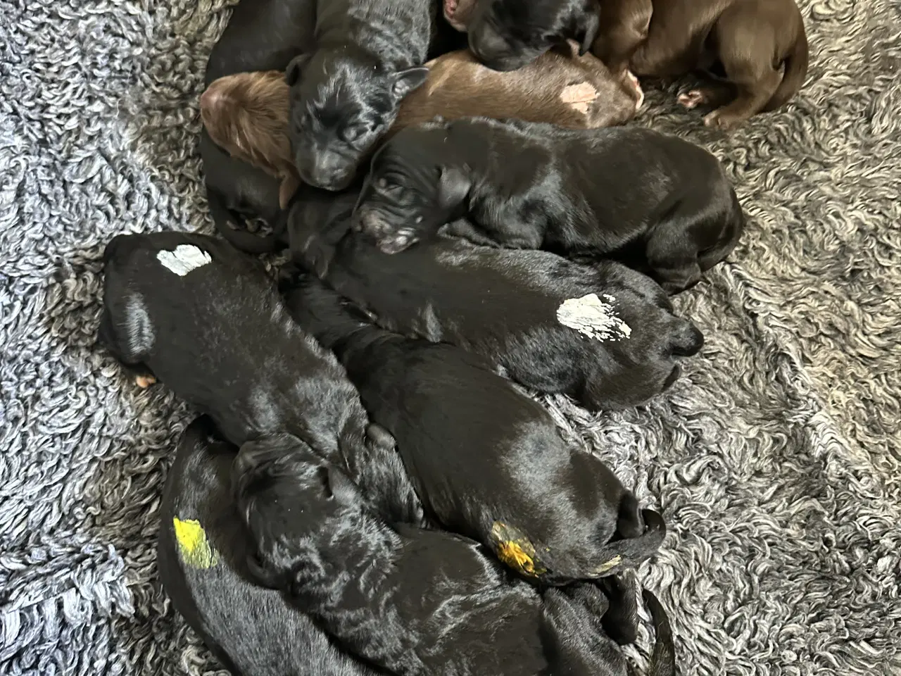Billede 2 - Berner/Labradoodle
