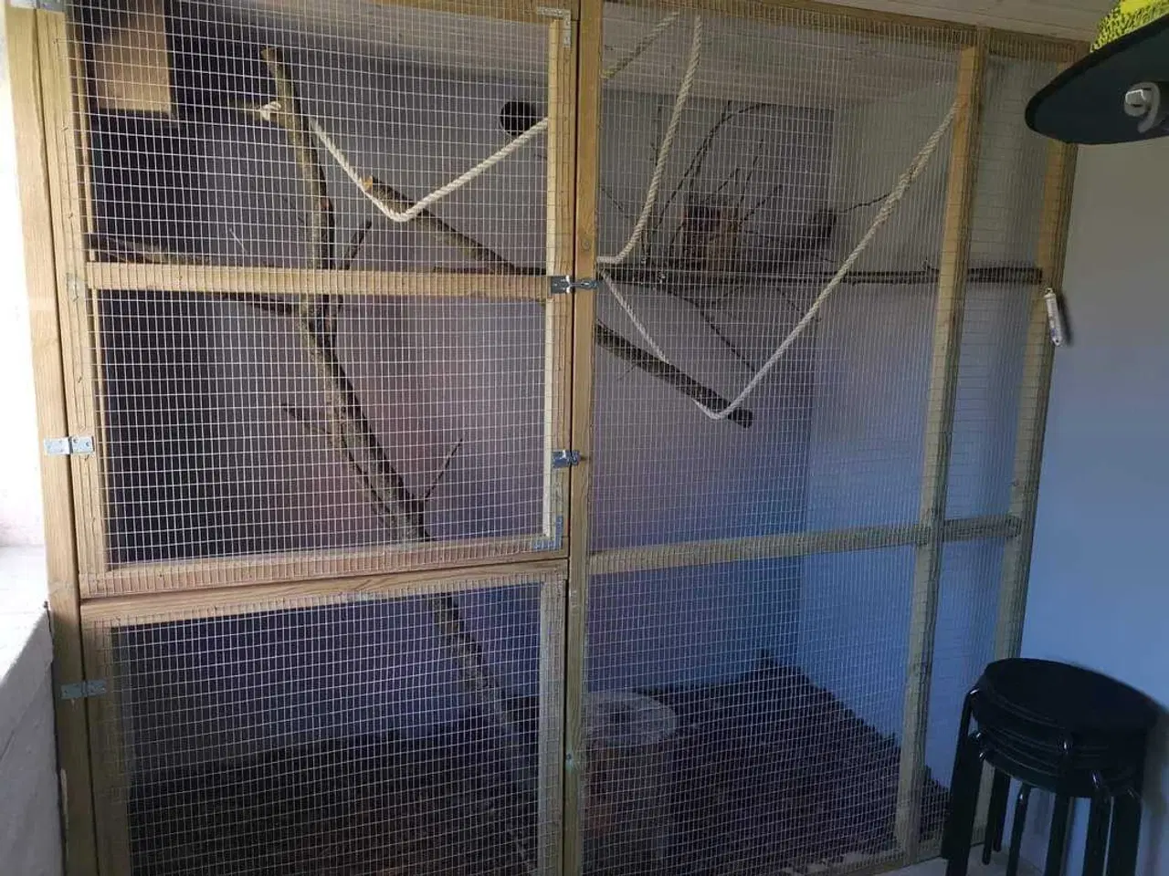 Billede 5 - Hvidøret Silkeaber 