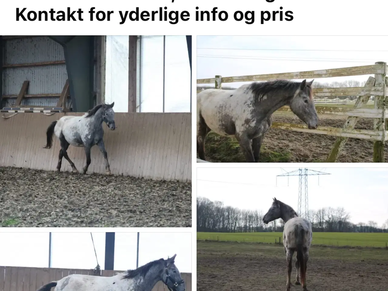 Billede 6 - Knabstrupper ung heste