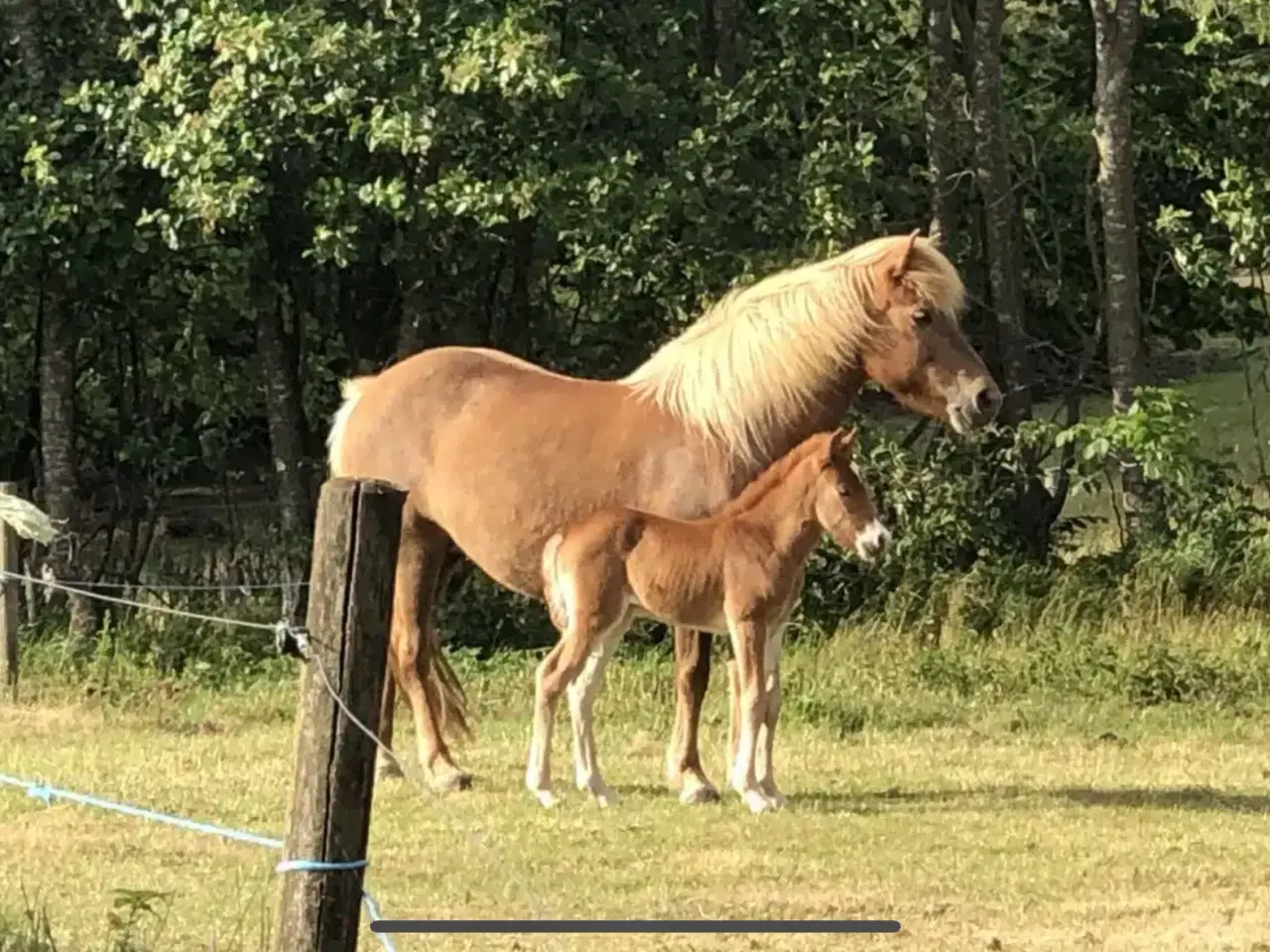 Billede 2 - Smuk hoppe til avl