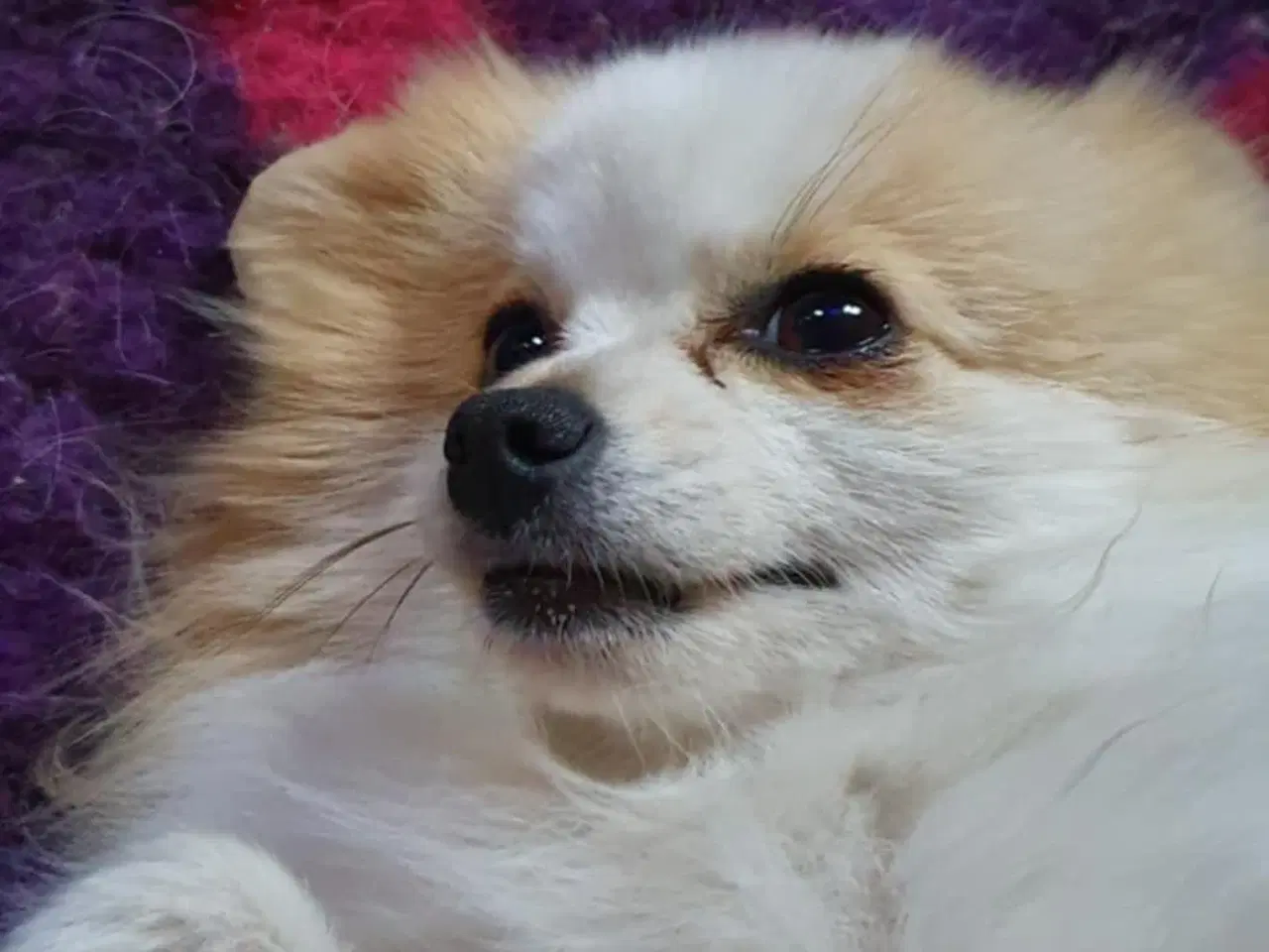 Billede 6 - Pommeranian og cavalier søger nyt hjem