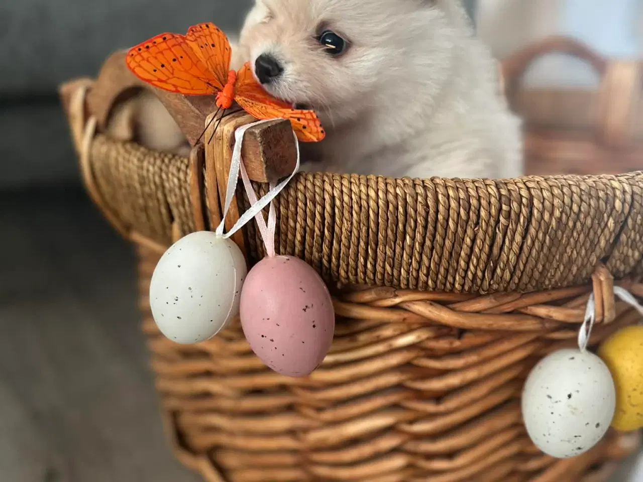 Billede 5 - 3 søde Pomeranian tæver søger kærlige hjem