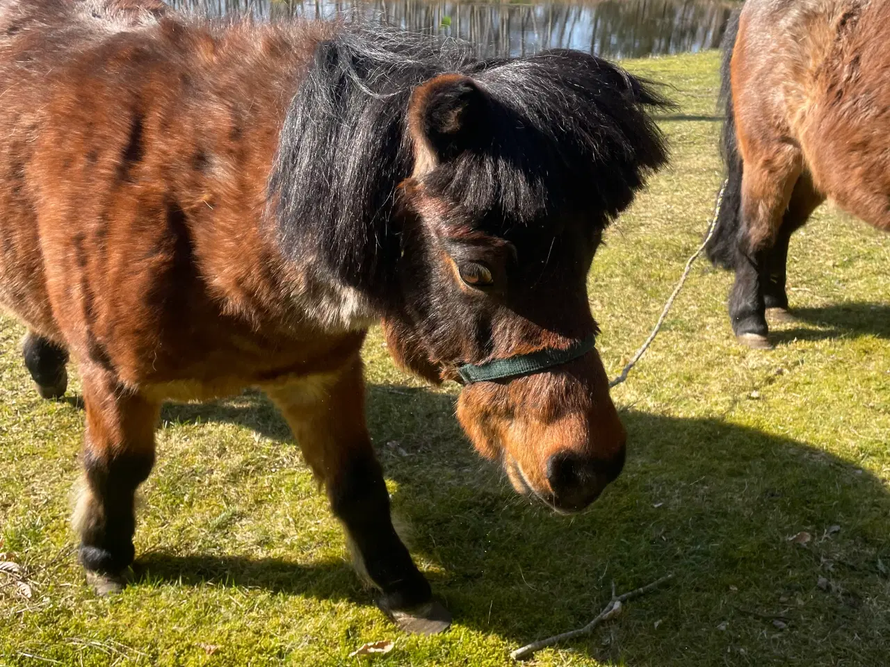 Billede 5 - Shetlænder ponyer sælges