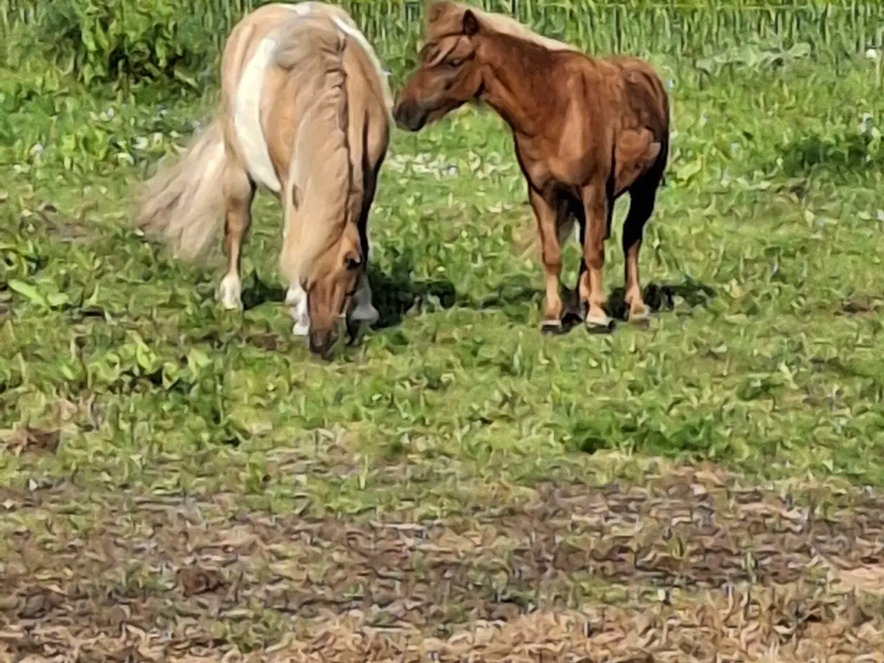 Billede 4 - Mini pony vallak