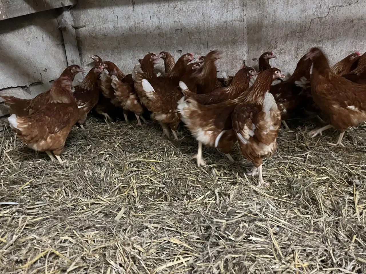 Billede 1 - Isa Brown, Røde amerikanere høns