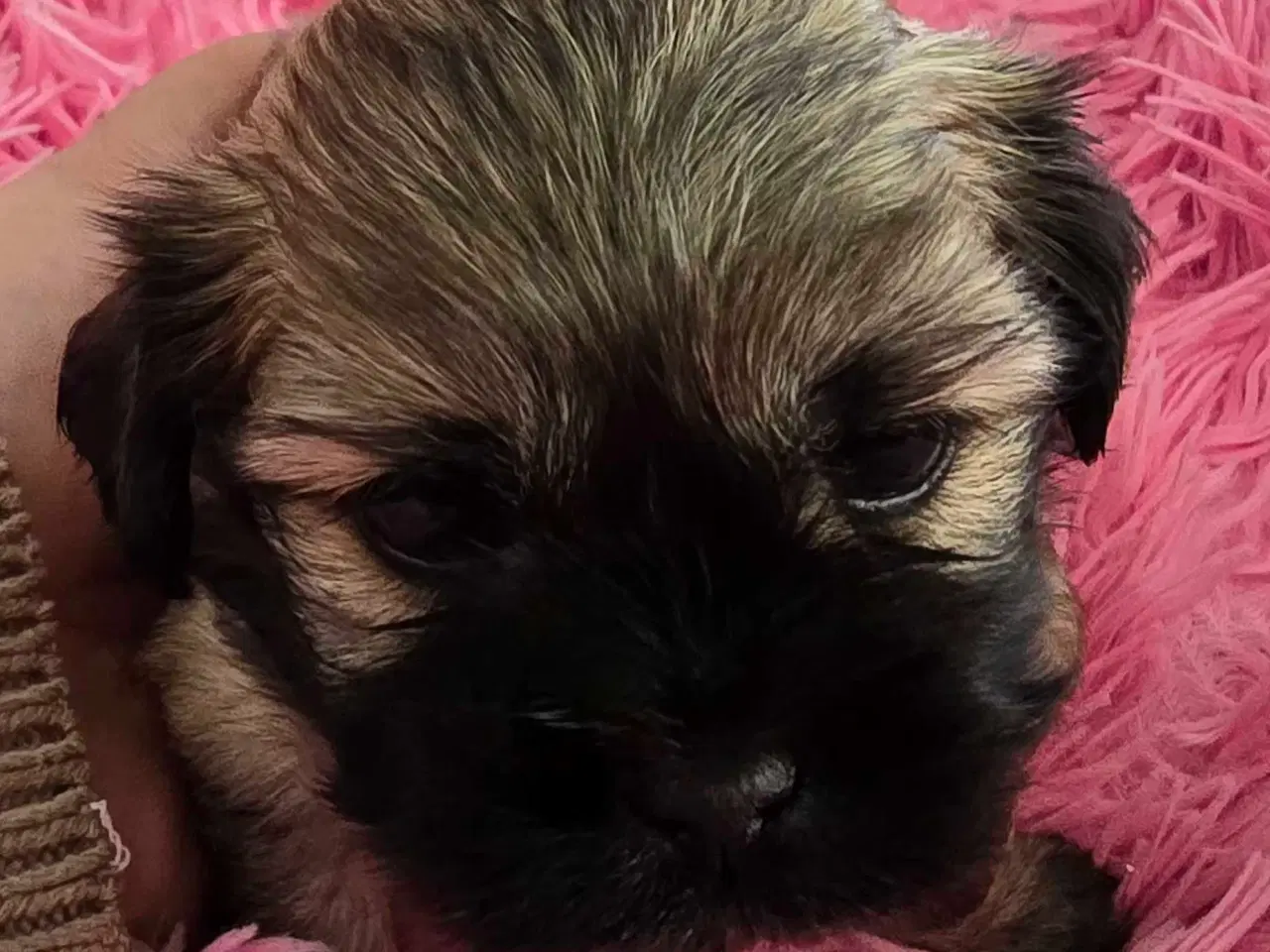 Billede 1 - 2 dejlige drenge 