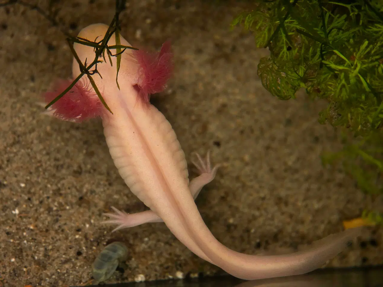 Billede 9 - Sjældne voksne axolotler 