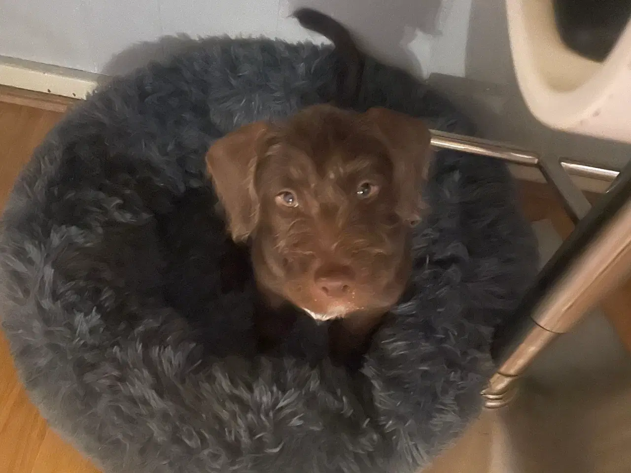 Billede 1 - 10 uger blandingshvalp hanhund