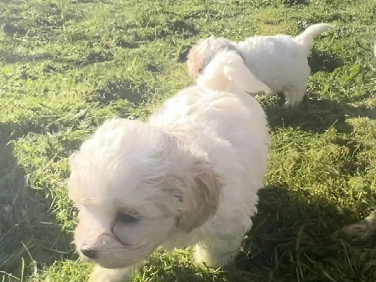 Billede 14 - Blandingshvalpe Malteser / Shih Tzu