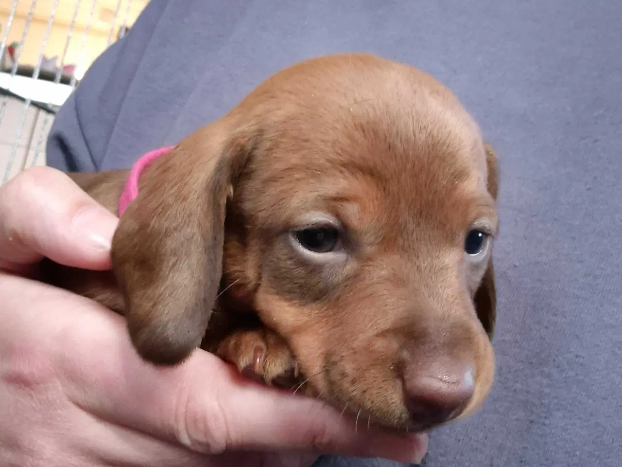 Billede 4 - Gravhundehvalpe, standard, korthåret