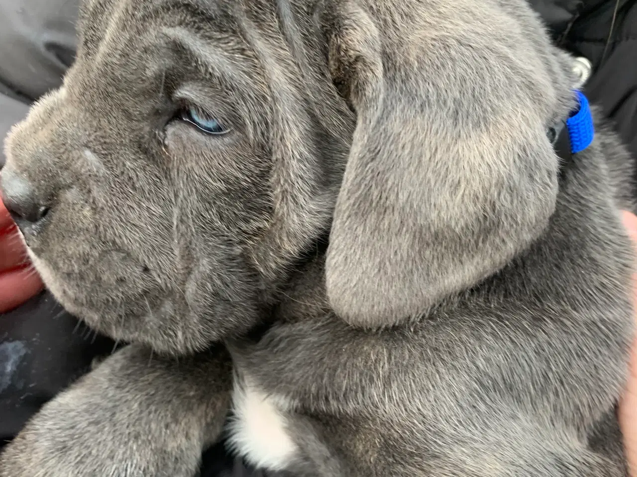 Billede 9 - Cane Corso Italiano hvalpe 