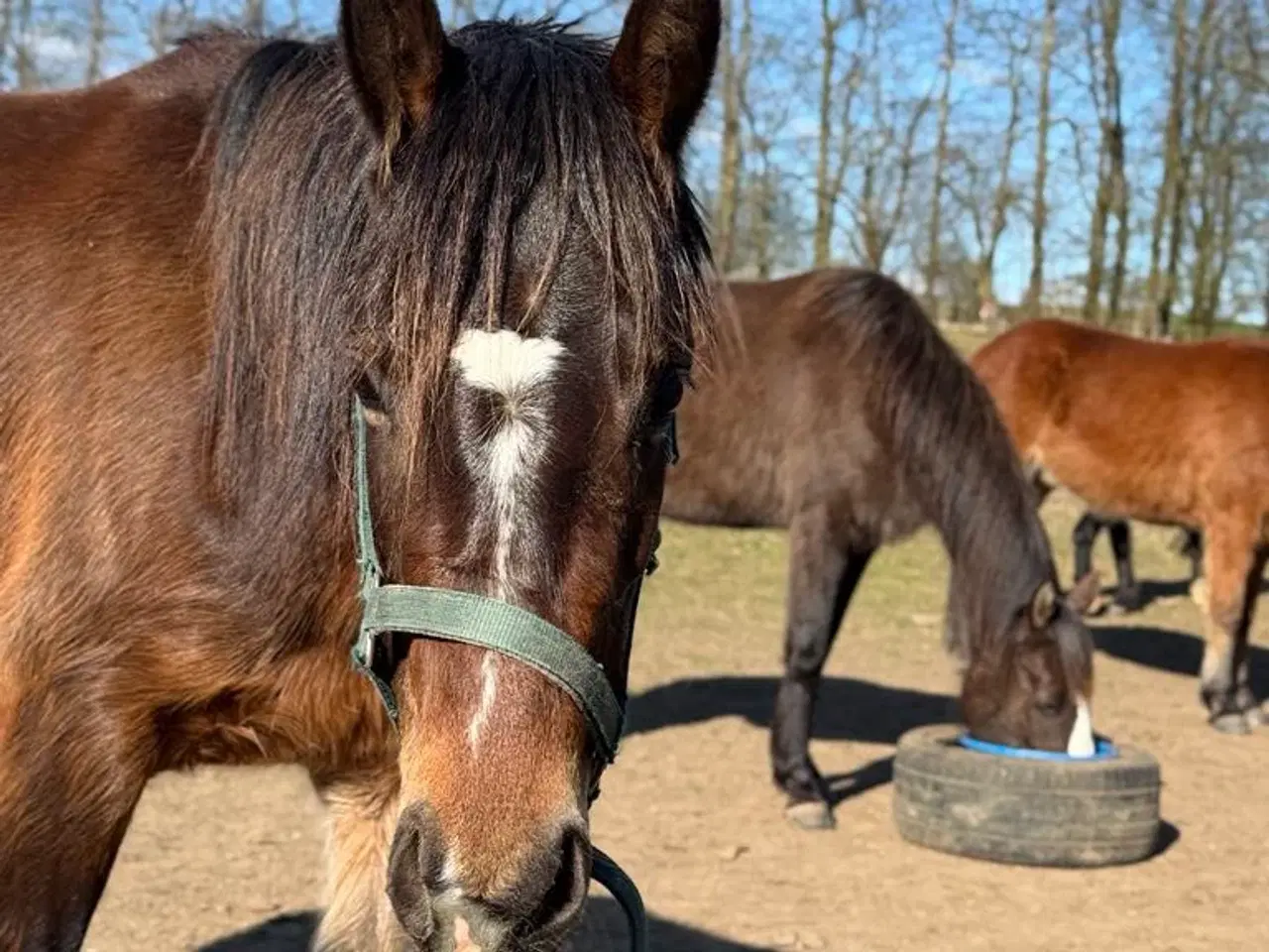 Billede 4 - Ung pony klar til arbejde 