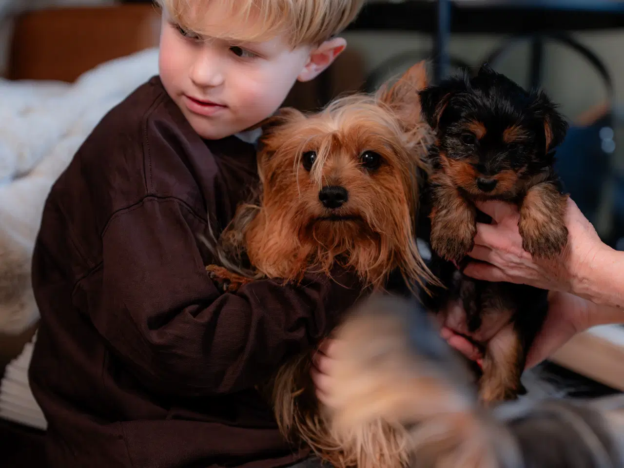 Billede 3 - Australsk silky terrier 